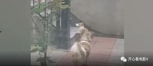 流浪猫爆料视频大全,揭秘视频大全背后的感人故事  第1张